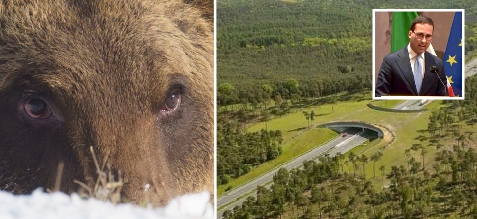 "L'orso Juan Carrito è stato investito da un'auto", l'onorevole Maturi